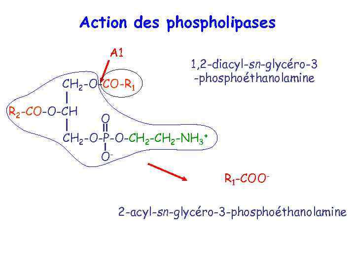 Action des phospholipases A 1 CH 2 -O-CO-R 1 R 2 -CO-O-CH 1, 2