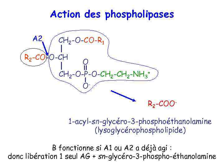 Action des phospholipases A 2 CH 2 -O-CO-R 1 R 2 -CO-O-CH O CH