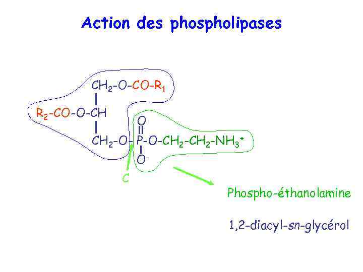 Action des phospholipases CH 2 -O-CO-R 1 R 2 -CO-O-CH O CH 2 -O-