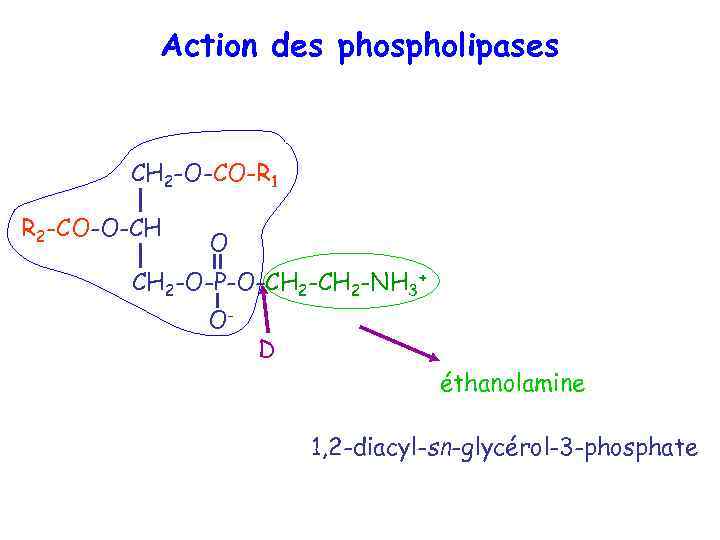 Action des phospholipases CH 2 -O-CO-R 1 R 2 -CO-O-CH O CH 2 -O-P-O-CH