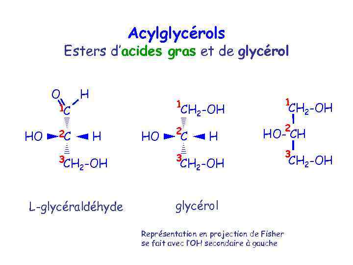 Acylglycérols Esters d’acides gras et de glycérol O 1 C HO 2 C 3