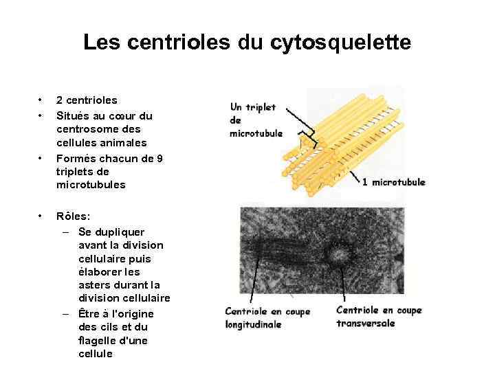 Les centrioles du cytosquelette • • 2 centrioles Situés au cœur du centrosome des