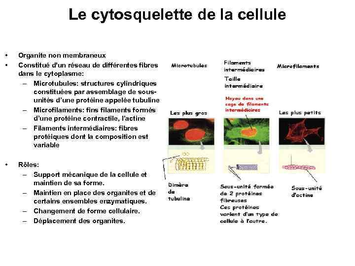 Le cytosquelette de la cellule • • Organite non membraneux Constitué d'un réseau de