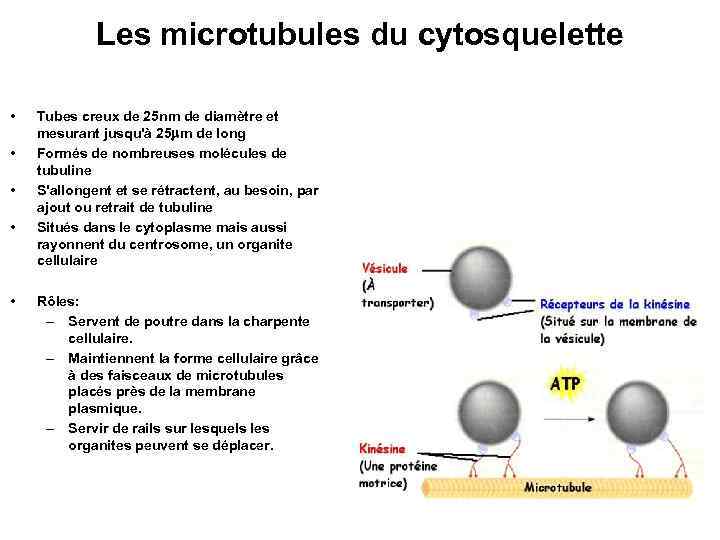 Les microtubules du cytosquelette • • • Tubes creux de 25 nm de diamètre