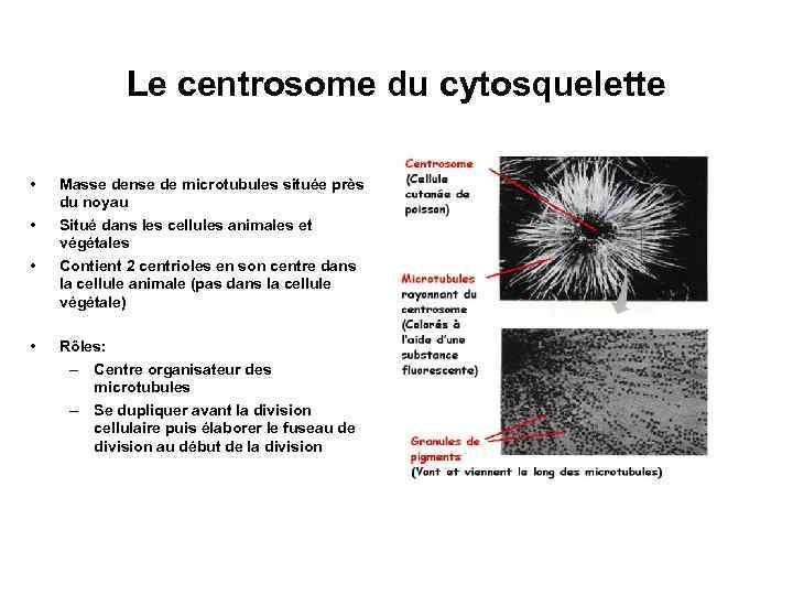 Le centrosome du cytosquelette • • Masse dense de microtubules située près du noyau