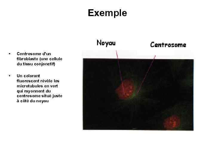 Exemple • Centrosome d'un fibroblaste (une cellule du tissu conjonctif) • Un colorant fluorescent
