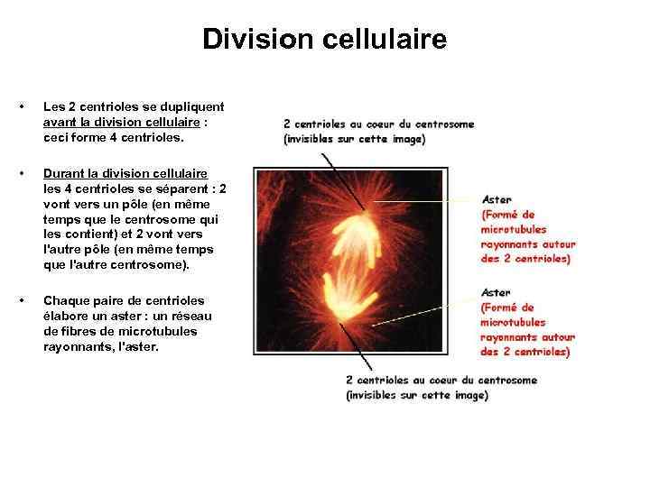 Division cellulaire • Les 2 centrioles se dupliquent avant la division cellulaire : ceci