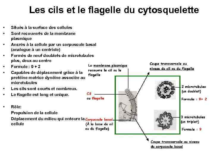 Les cils et le flagelle du cytosquelette • • • Situés à la surface