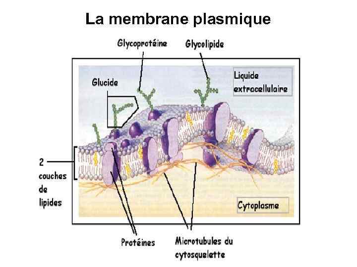 La membrane plasmique 