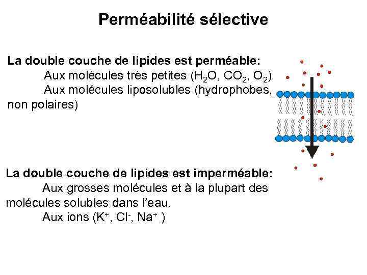 Perméabilité sélective La double couche de lipides est perméable: Aux molécules très petites (H