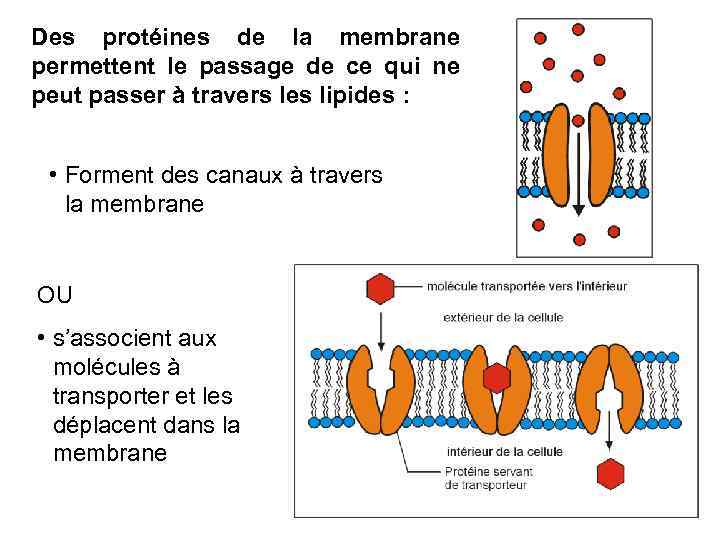 Des protéines de la membrane permettent le passage de ce qui ne peut passer