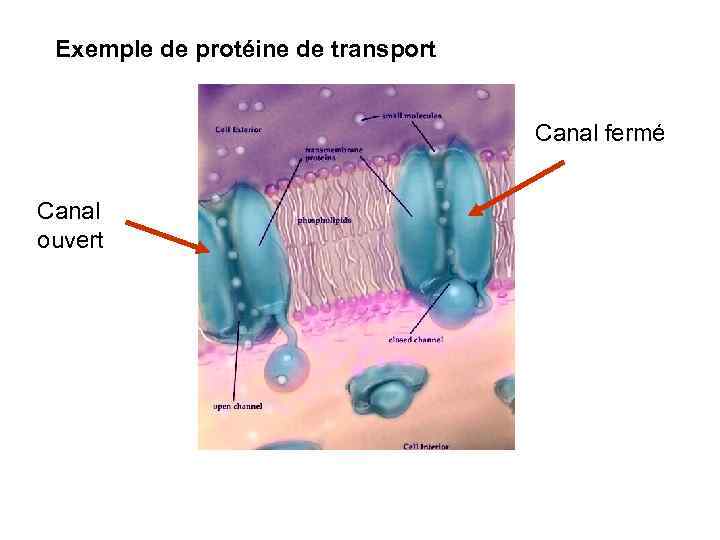 Exemple de protéine de transport Canal fermé Canal ouvert 