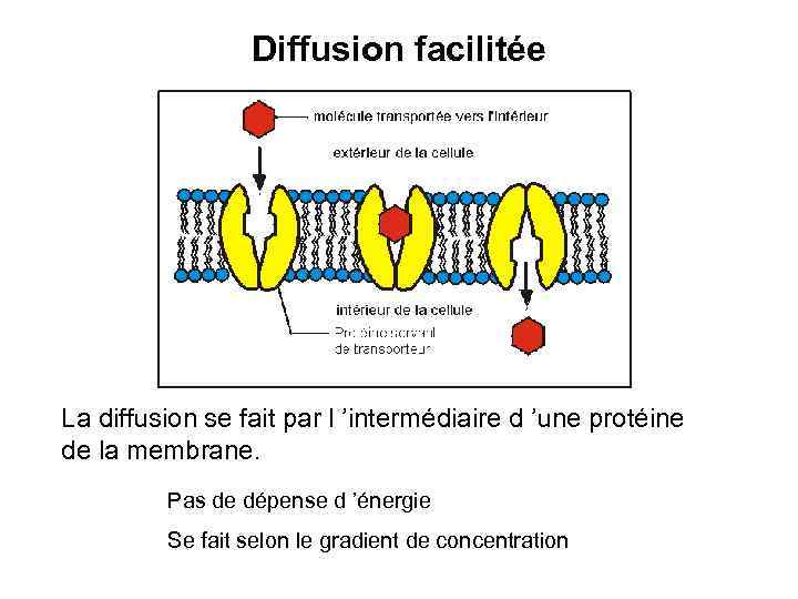 Diffusion facilitée La diffusion se fait par l ’intermédiaire d ’une protéine de la