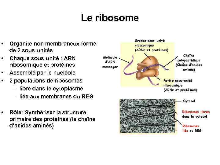 Le ribosome • • • Organite non membraneux formé de 2 sous-unités Chaque sous-unité