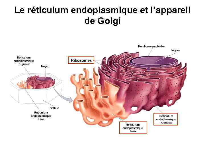 Le réticulum endoplasmique et l’appareil de Golgi 