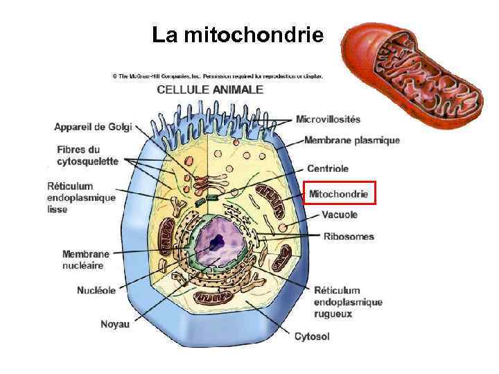 La mitochondrie 