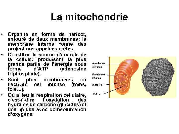 La mitochondrie • Organite en forme de haricot, entouré de deux membranes; la membrane