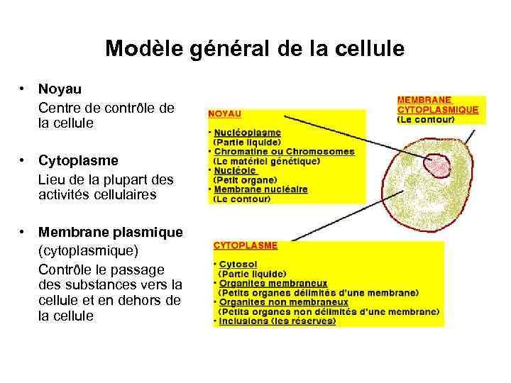 Modèle général de la cellule • Noyau Centre de contrôle de la cellule •