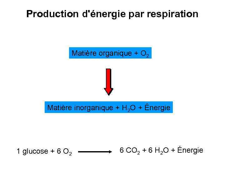 Production d'énergie par respiration Matière organique + O 2 Matière inorganique + H 2