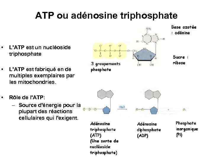 ATP ou adénosine triphosphate • L'ATP est un nucléoside triphosphate • L'ATP est fabriqué