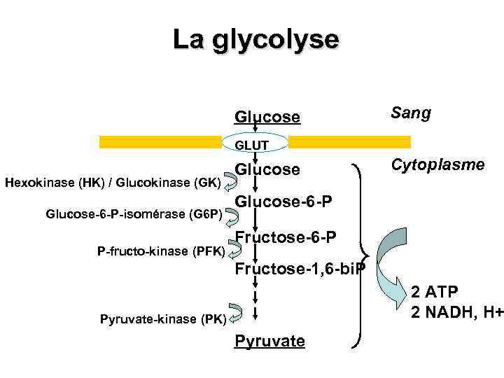 La glycolyse Glucose Sang GLUT Hexokinase (HK) / Glucokinase (GK) Glucose-6 -P-isomérase (G 6