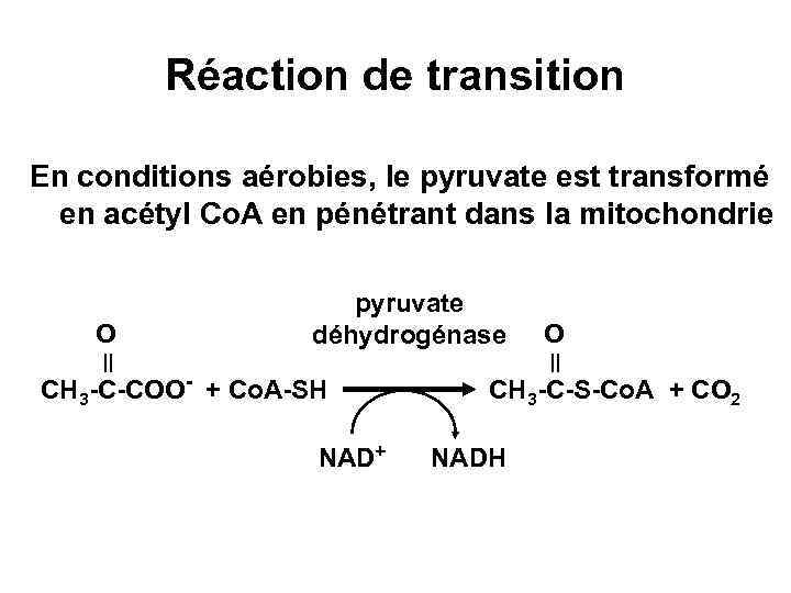 Réaction de transition En conditions aérobies, le pyruvate est transformé en acétyl Co. A