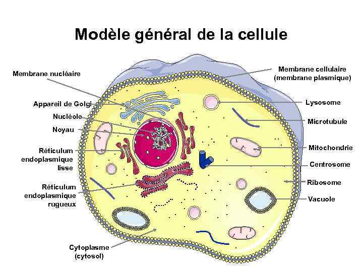 Modèle général de la cellule Membrane nucléaire Appareil de Golgi Nucléole Membrane cellulaire (membrane