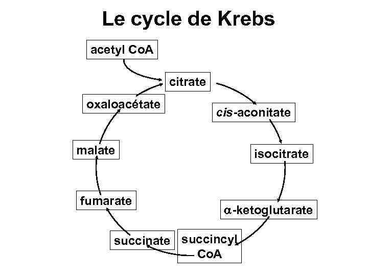 Le cycle de Krebs acetyl Co. A citrate oxaloacétate cis-aconitate malate fumarate isocitrate -ketoglutarate