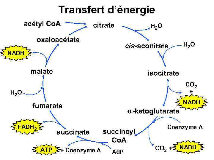 Transfert d’énergie acétyl Co. A citrate oxaloacétate H 2 O cis-aconitate H 2 O