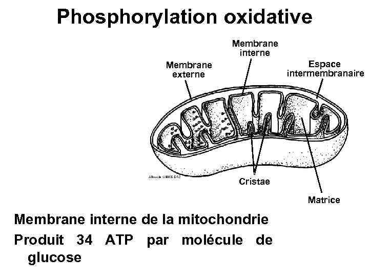 Phosphorylation oxidative Membrane interne Espace intermembranaire Membrane externe Cristae Matrice Membrane interne de la