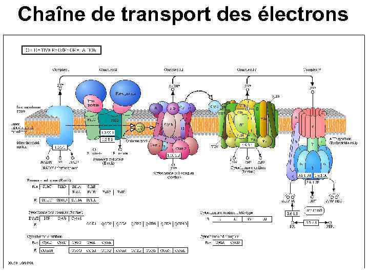 Chaîne de transport des électrons 