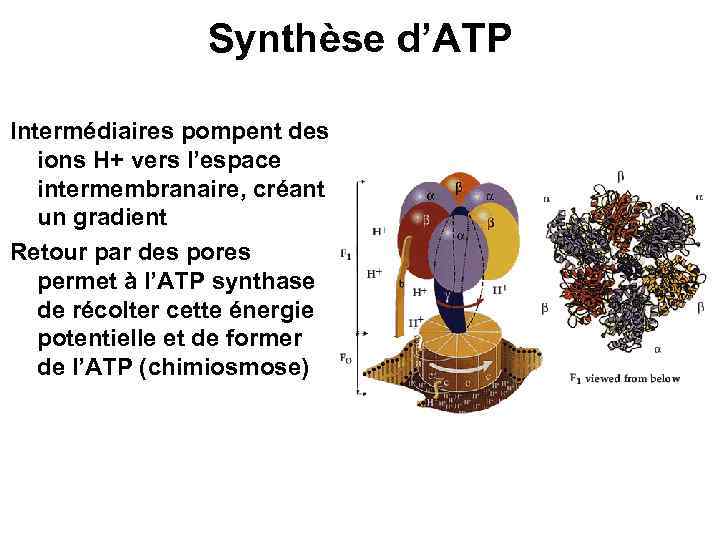 Synthèse d’ATP Intermédiaires pompent des ions H+ vers l’espace intermembranaire, créant un gradient Retour