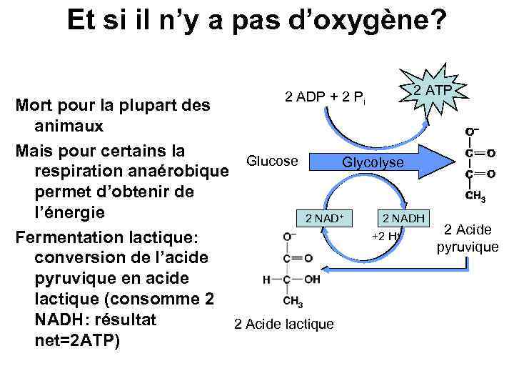 Et si il n’y a pas d’oxygène? 2 ADP + 2 Pi 2 ATP
