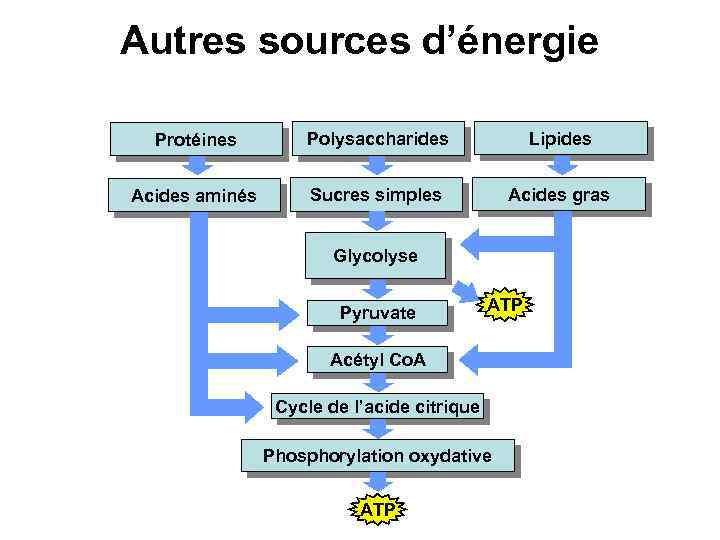Autres sources d’énergie Protéines Polysaccharides Lipides Acides aminés Sucres simples Acides gras Glycolyse Pyruvate