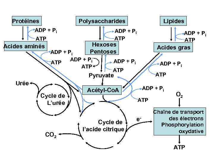 Protéines Polysaccharides ADP + Pi ATP Acides aminés Lipides ADP + Pi ATP Hexoses