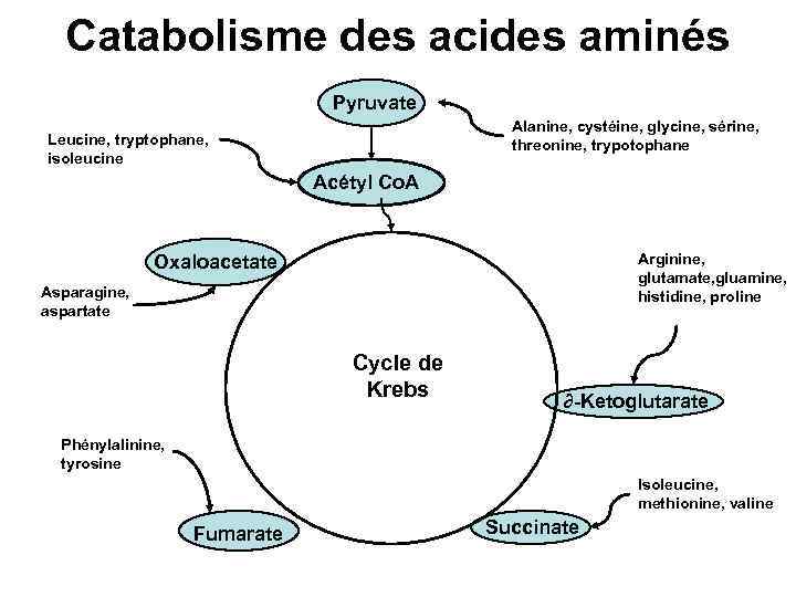 Catabolisme des acides aminés Pyruvate Alanine, cystéine, glycine, sérine, threonine, trypotophane Leucine, tryptophane, isoleucine