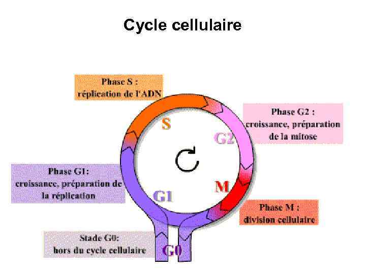 Cycle cellulaire 