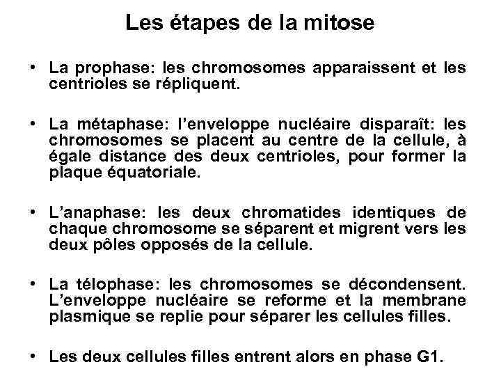 Les étapes de la mitose • La prophase: les chromosomes apparaissent et les centrioles