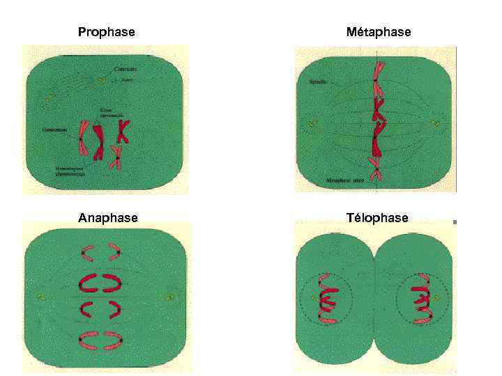 Prophase Métaphase Anaphase Télophase 