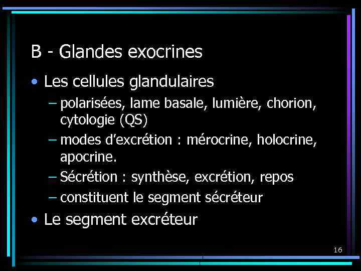 B - Glandes exocrines • Les cellules glandulaires – polarisées, lame basale, lumière, chorion,