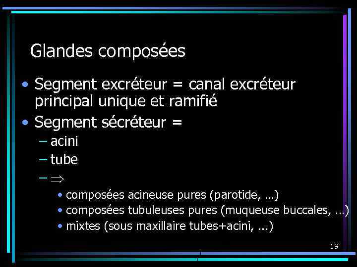 Glandes composées • Segment excréteur = canal excréteur principal unique et ramifié • Segment