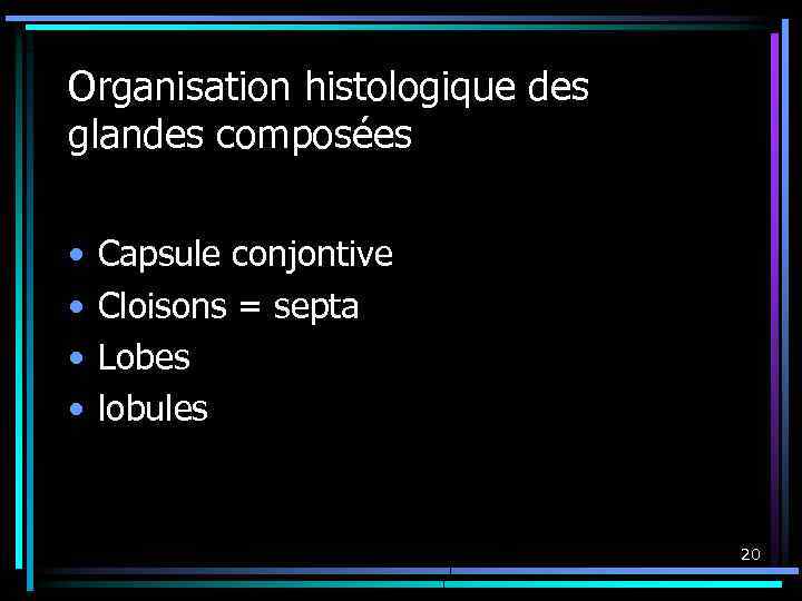 Organisation histologique des glandes composées • • Capsule conjontive Cloisons = septa Lobes lobules