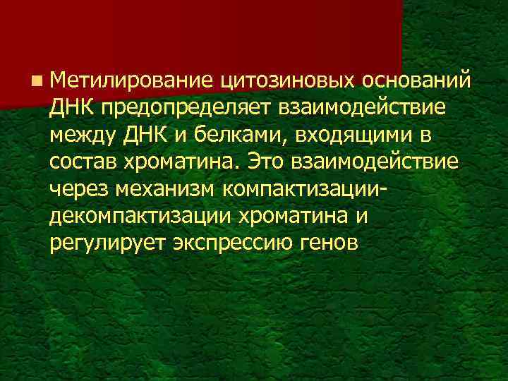 n Метилирование цитозиновых оснований ДНК предопределяет взаимодействие между ДНК и белками, входящими в состав
