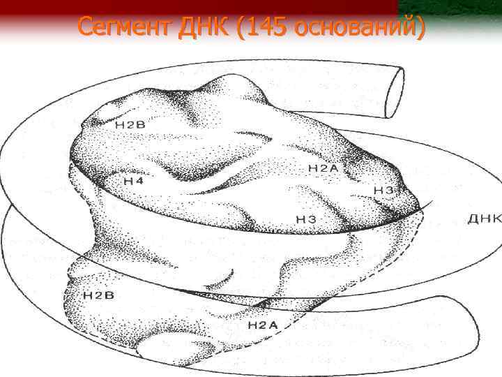 Сегмент ДНК (145 оснований) 