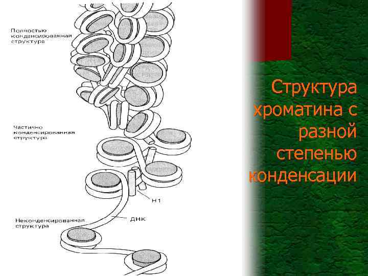 Структура хроматина с разной степенью конденсации 