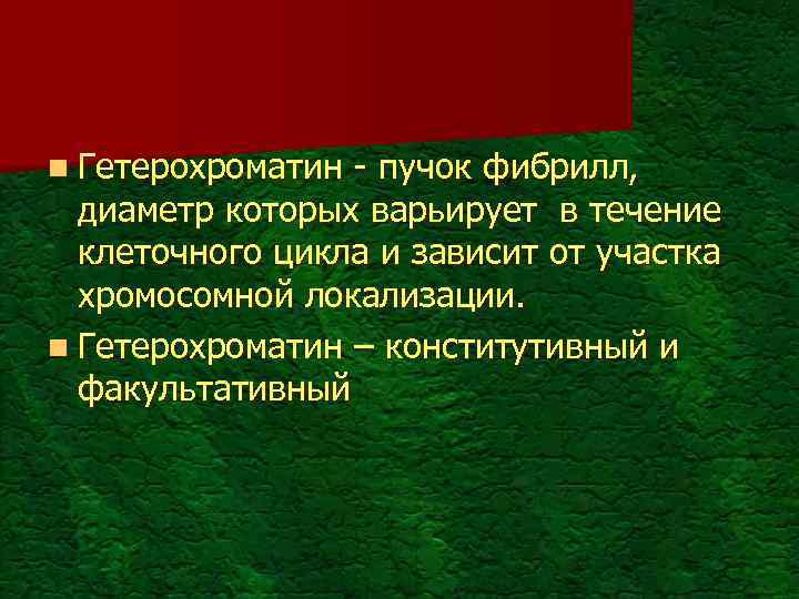 n Гетерохроматин - пучок фибрилл, диаметр которых варьирует в течение клеточного цикла и зависит