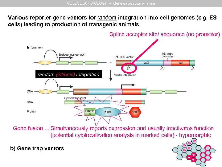 MOLECULAR BIOLOGY – Gene expression analysis Various reporter gene vectors for random integration into