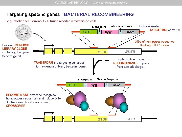 MOLECULAR BIOLOGY – Gene expression analysis Targeting specific genes - BACTERIAL RECOMBINEERING e. g.