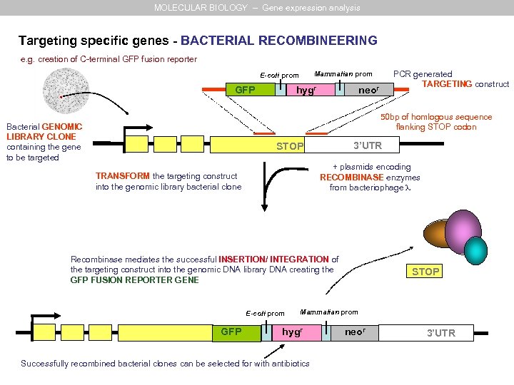 MOLECULAR BIOLOGY – Gene expression analysis Targeting specific genes - BACTERIAL RECOMBINEERING e. g.