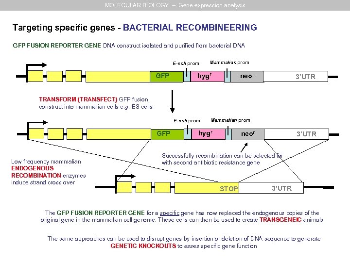 MOLECULAR BIOLOGY – Gene expression analysis Targeting specific genes - BACTERIAL RECOMBINEERING GFP FUSION
